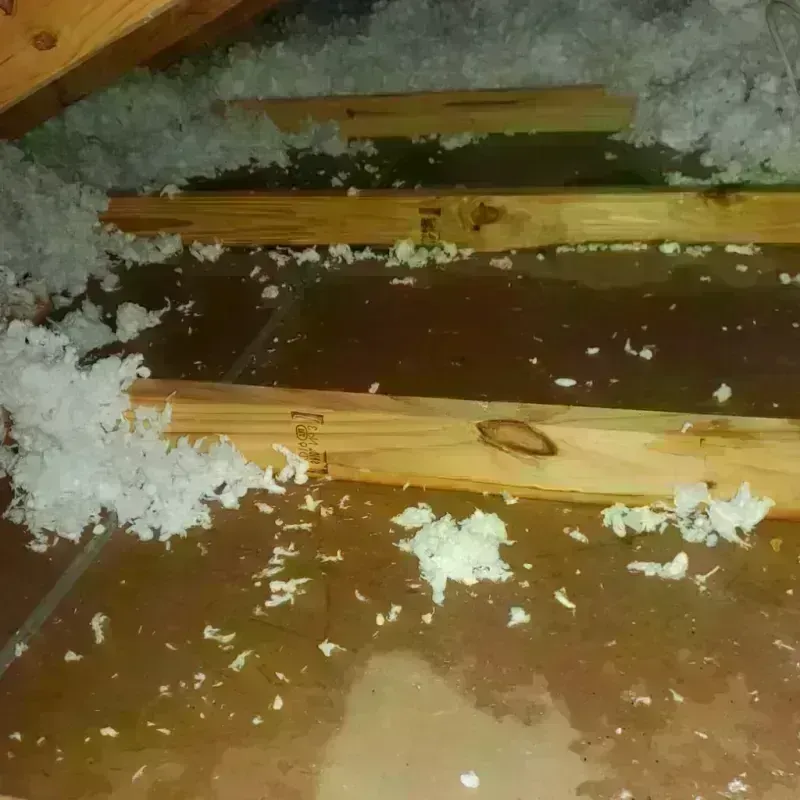 Attic Water Damage in Portsmouth Heights, VA