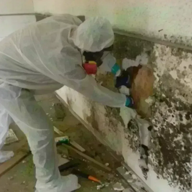 Mold Remediation and Removal in Portsmouth Heights, VA